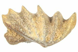 Cretaceous Lungfish (Ceratodus) Tooth Plate - Morocco #285253