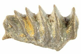 Cretaceous Lungfish (Ceratodus) Tooth Plate - Morocco #285255