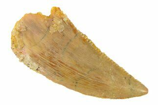 Serrated, Raptor Tooth - Real Dinosaur Tooth #285158