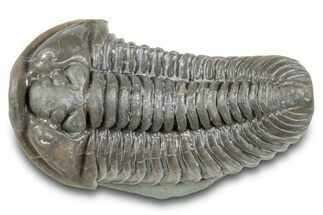 Massive, Flexicalymene Trilobite - Richwood, Kentucky #285635