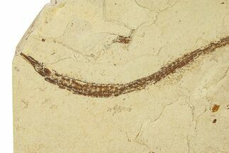 Fossil Pipefish (Syngnathus) - California #285876