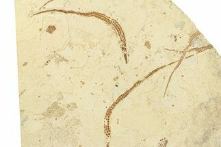 Plate of Rare Pipefish (Syngnathus & Hipposyngnathus) Fossils #285882