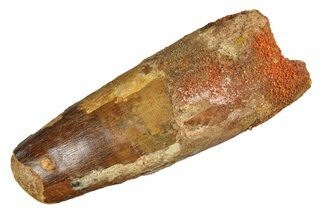Robust, Fossil Spinosaurus Tooth - Real Dinosaur Tooth #285986