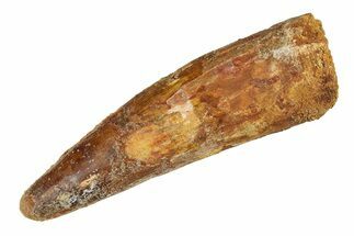 Fossil Spinosaurus Tooth - Real Dinosaur Tooth #286001
