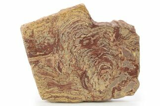 Polished Stromatolite From Russia - Million Years #286391