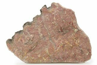 Mesoproterozoic Stromatolite (Sundozia) Slab - Russia #286402