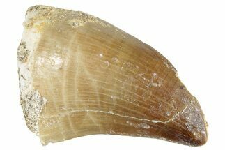 Fossil Mosasaur (Prognathodon) Tooth - Morocco #286285
