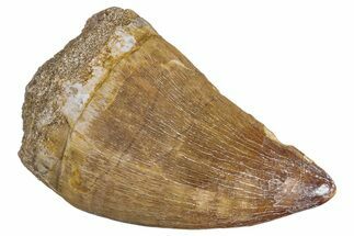 Fossil Mosasaur (Prognathodon) Tooth - Morocco #286368
