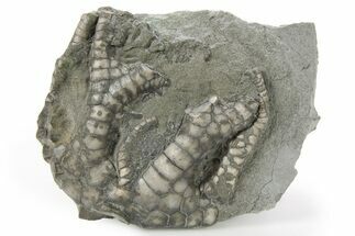 Partial Fossil Crinoid - Crawfordsville, Indiana #286537