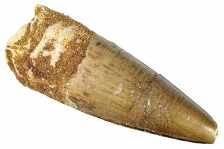 Juvenile Fossil Spinosaurus Tooth - Real Dinosaur Tooth #286753
