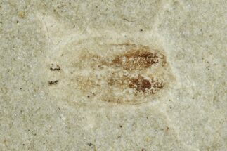 Fossil Beetle (Coleoptera) - Green River Formation #286409