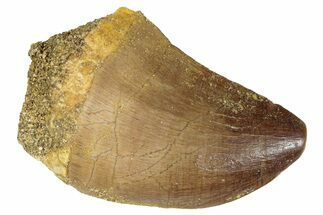 Fossil Mosasaur (Prognathodon) Tooth - Morocco #286344