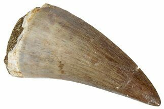 Fossil Mosasaur (Prognathodon?) Tooth - Morocco #286350