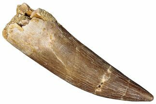 Fossil Plesiosaur (Zarafasaura) Tooth - Morocco #287171