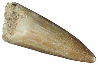 Fossil Plesiosaur (Zarafasaura) Tooth - Morocco #287173