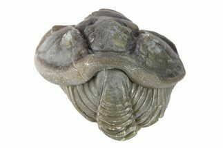 Wide, Enrolled Flexicalymene Trilobite - Indiana #287226