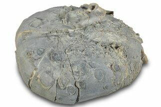 Cretaceous Sea Urchin (Macraster) Fossil - Texas #287357
