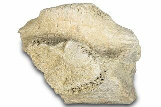Hadrosaur Bone Section - Montana #287438