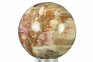 Colorful Petrified Wood (Araucaria) Sphere - Madagascar #286145