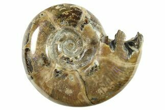 Polished, Sutured Ammonite (Argonauticeras) Fossil - Madagascar #287562