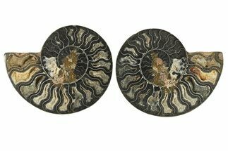 Cut & Polished Ammonite Fossil - Unusual Black Color #286635