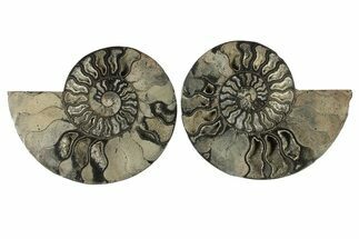 Cut & Polished Ammonite Fossil - Unusual Black Color #286641