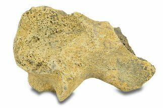 Hadrosaur Vertebra Section - Montana #287390