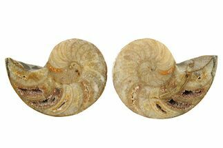 Jurassic Cut & Polished Nautilus (Cymatoceras) Fossil -Madagascar #287986