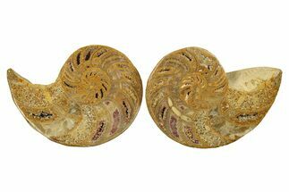 Jurassic Cut & Polished Nautilus (Cymatoceras) Fossil -Madagascar #287987