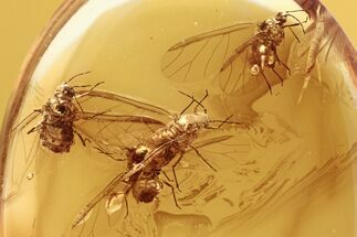 Four Fossil Winged Aphids (Hemiptera) In Baltic Amber #288163
