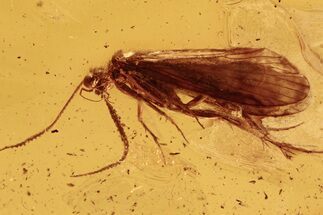 Detailed Fossil Caddisfly (Trichoptera) In Baltic Amber #288170