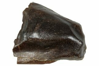 Fossil Dinosaur (Triceratops) Shed Tooth - Montana #288115