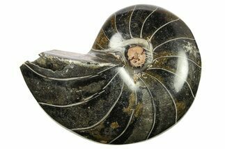 Polished Fossil Nautilus (Cymatoceras) - Unusual Black Color! #288566