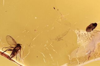 Fossil Spider Beetle, Fungus Gnat, and Mite in Baltic Amber #288452