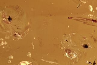Two Mite Fossils in Baltic Amber #288482