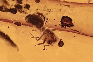 Detailed Fossil Ant (Formicidae) and Stalactite in Baltic Amber #288484
