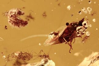 Fossil Beetle Larva (Coleoptera) & Fly (Dolichopodida) in Baltic Amber #288514