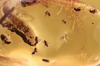 Detailed Fossil Tree Midge Swarm (Chironomidae) In Baltic Amber #288563