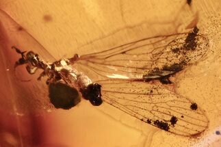 Legless Fossil Crane Fly (Limoniidae) In Baltic Amber #288612