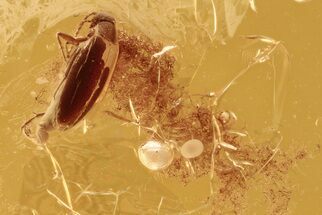 Detailed Fossil False Flower Beetle (Scraptiidae) in Baltic Amber #288619