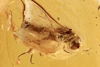 Detailed Fossil Wasp (Apoidea) In Baltic Amber #288623
