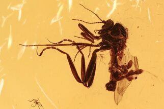Fossil Biting Midge (Ceratopogonidae) Laying Eggs in Baltic Amber #288664