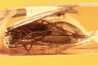 Detailed Fossil Caddisfly (Trichoptera) In Baltic Amber #288668