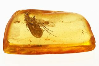 Fossil Caddisfly, Mite, Winged Aphid, and Gall Midge In Baltic Amber #288659