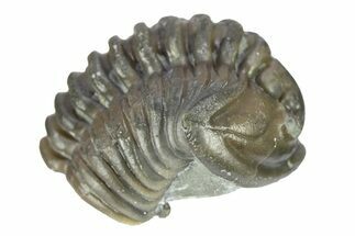 Curled Flexicalymene Trilobite - Indiana #287762