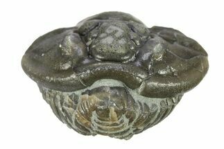 Wide, Enrolled Flexicalymene Trilobite - Indiana #287769