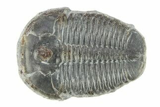Elrathia Trilobite Fossil - Utah #288984