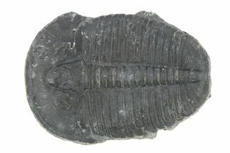 Elrathia Trilobite Fossil - Utah #288996