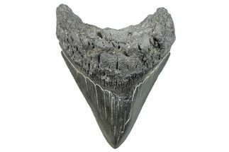 Serrated, Fossil Megalodon Tooth - South Carolina #288190