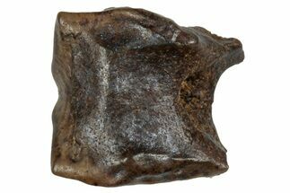 Fossil Hadrosaur (Edmontosaurus) Shed Tooth - Wyoming #288150
